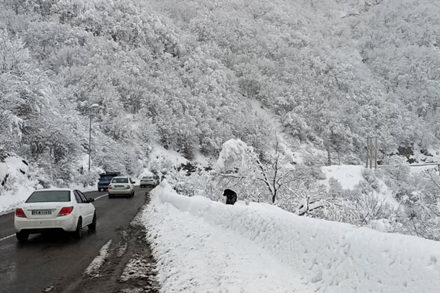 ویدئو/ تلاش بی‌وقفه راهداران و پلیس‌راه در محور کندوان چالوس